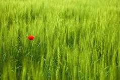 Single%20flower